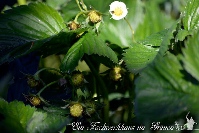 Erdbeeren