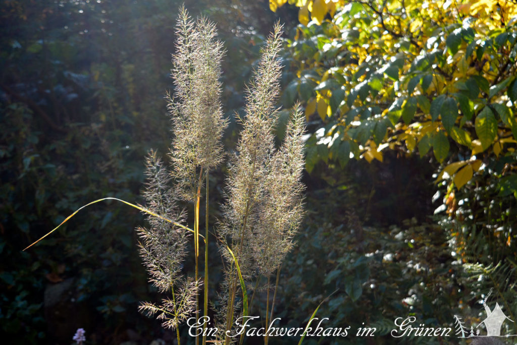 Gräser im Garten hier Calamagrostis brachytricha
