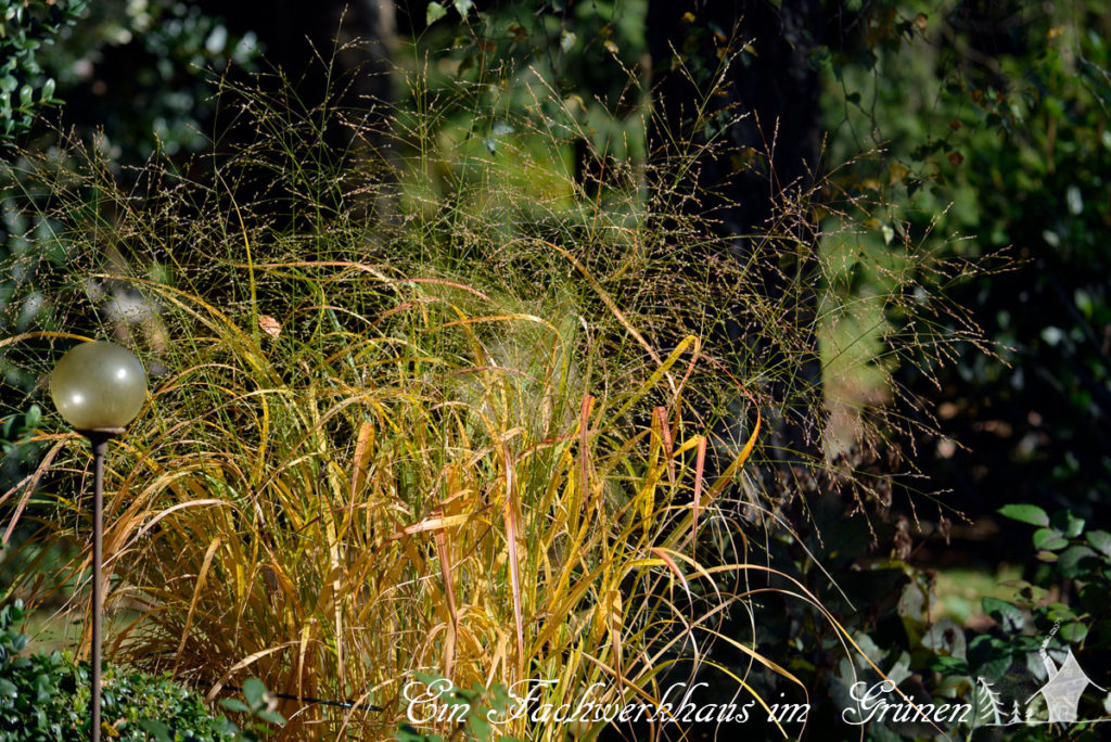 Gräser im Garten hier Panicum virgatum