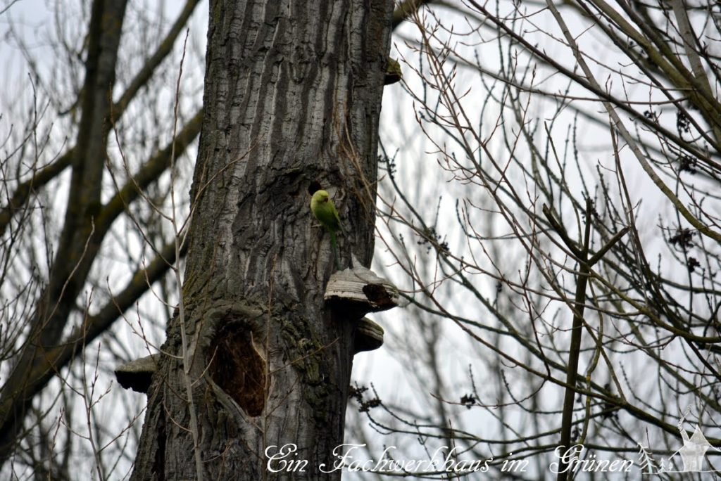 Halsbandsittich, Papageien, Siegaue