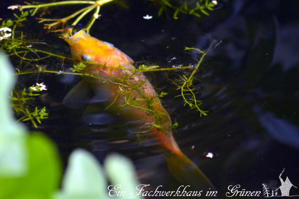 Fische im Gartenteich, der Goldfisch