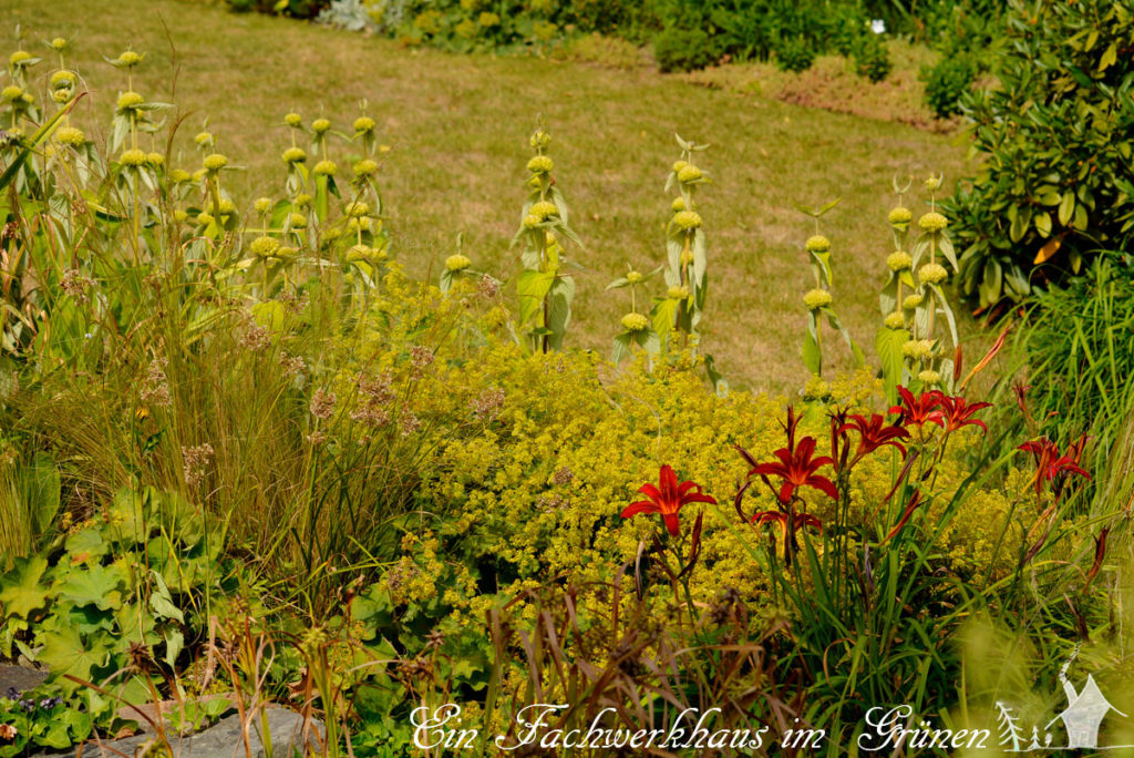 Die Stauden Stipa tenuissima, Alchemilla, Hemerocallis,  Phlomis russeliana