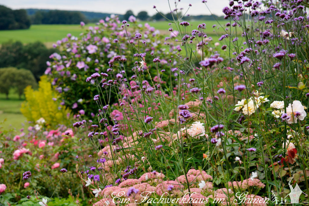 Verbena bonariensis, Sedum, Rosen und Hibiskus 