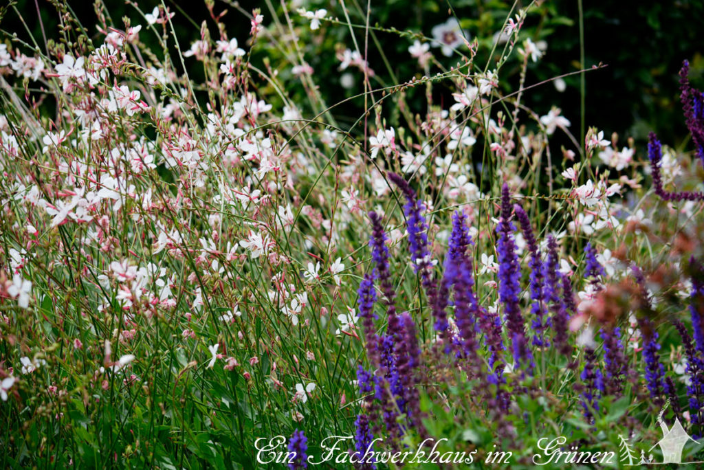 Salvia nemorosa und Gaura