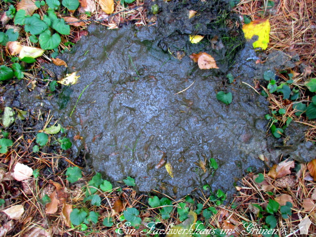 Schlamm aus dem Gartenteich. Das kommt bei einer Teichreinigung raus.