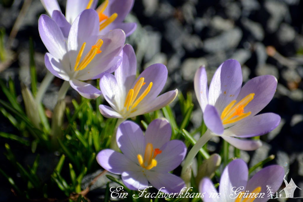 Krokus, Krokusse