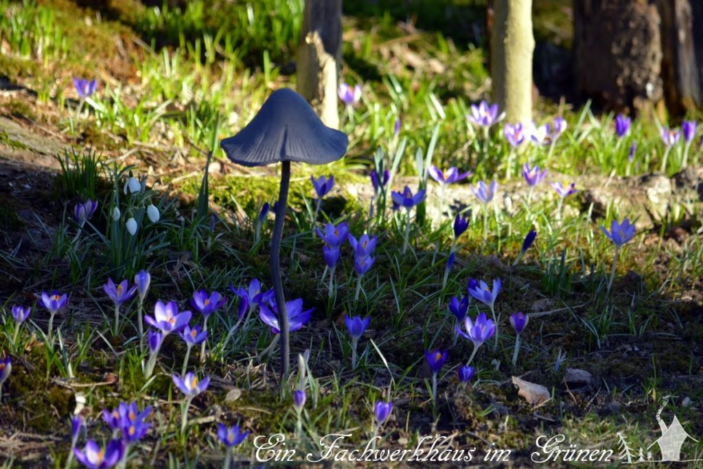 Krokus, Krokusse