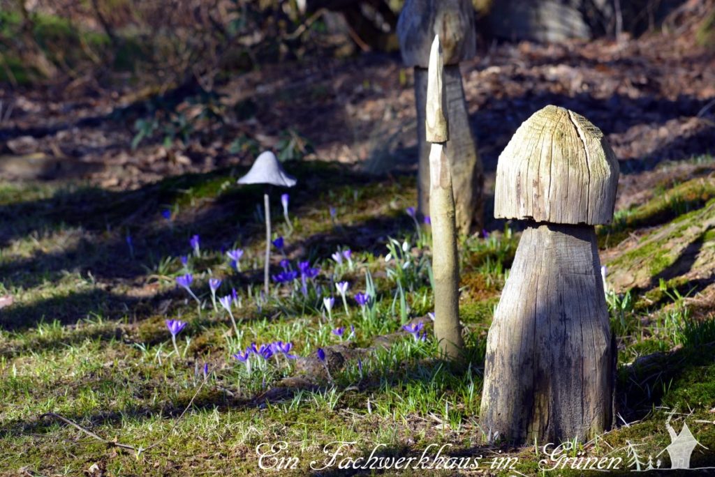 Krokus, Krokusse