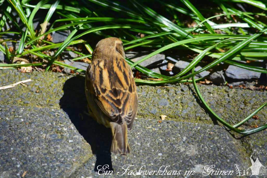 Sperling auf Futtersuche.