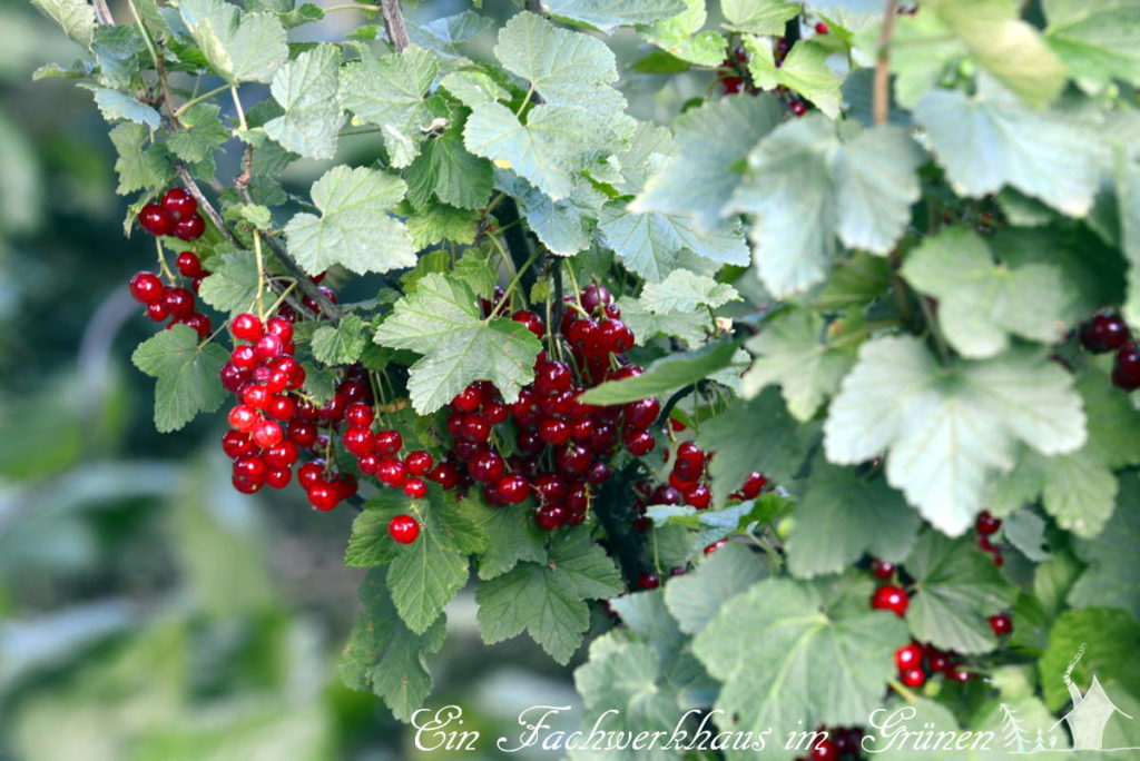 rote Johannisbeeren in unserem Garten.