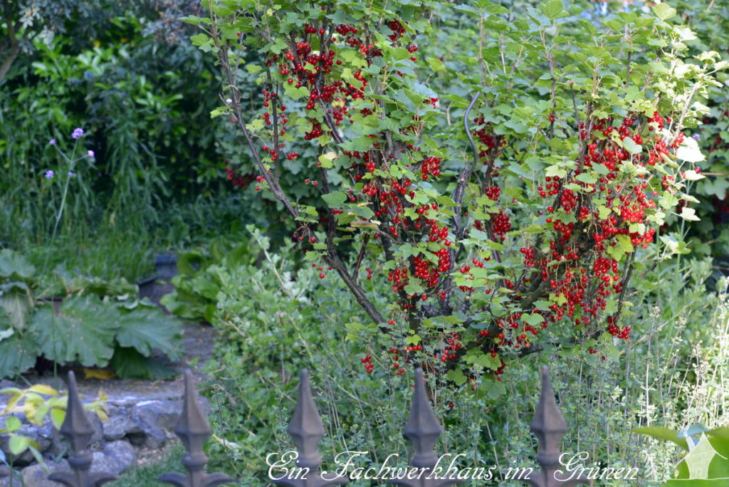 Die Beeren setzten mit ihrer roten Farbe einen Akzent im Garten.