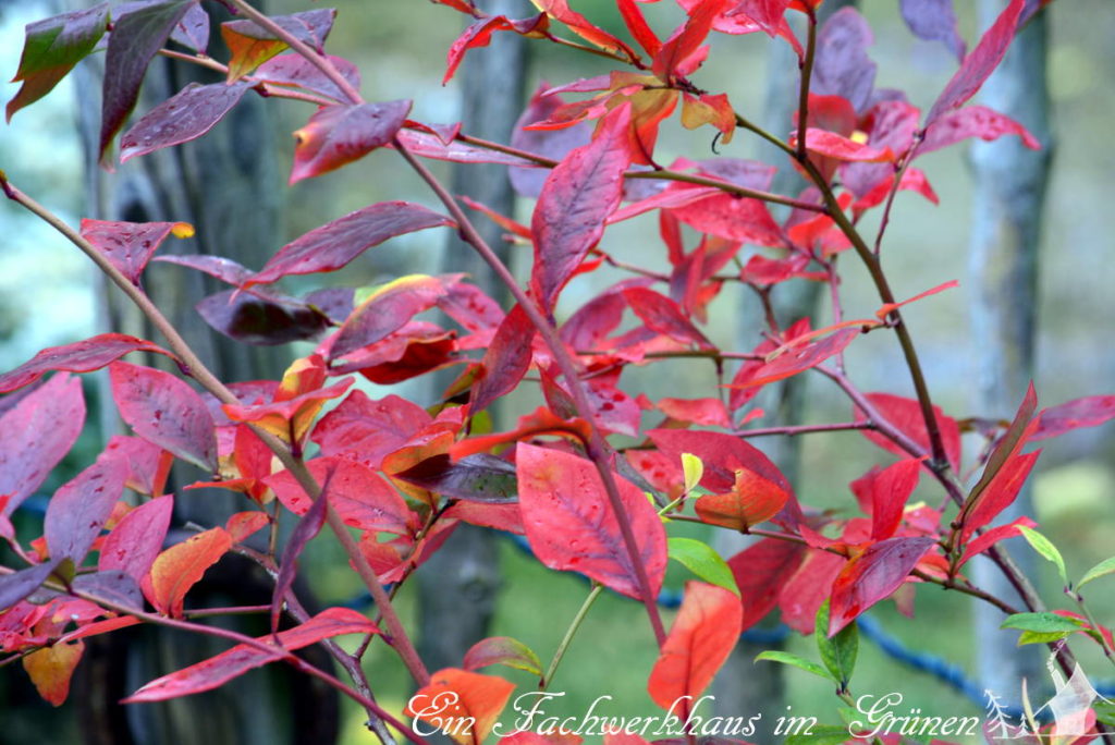 Die Herbstfärbung der Blätter des Blaubeerstrauches