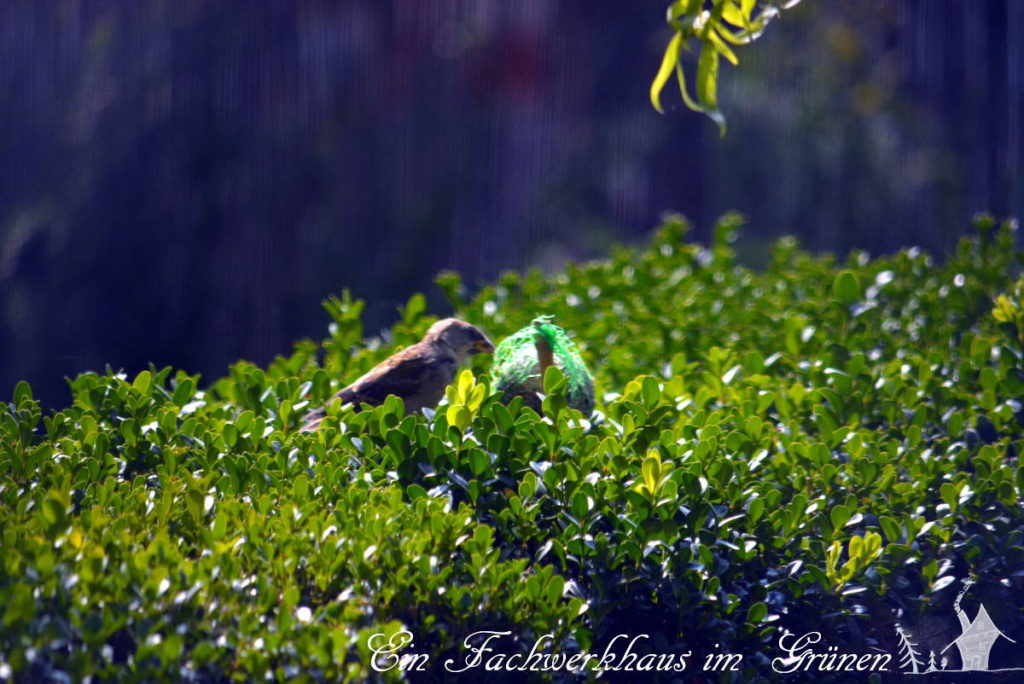 Ein Spatz sitzt auf einem Buchs in unserem Garten. Hoffentlich findet er auch den Zünsler.