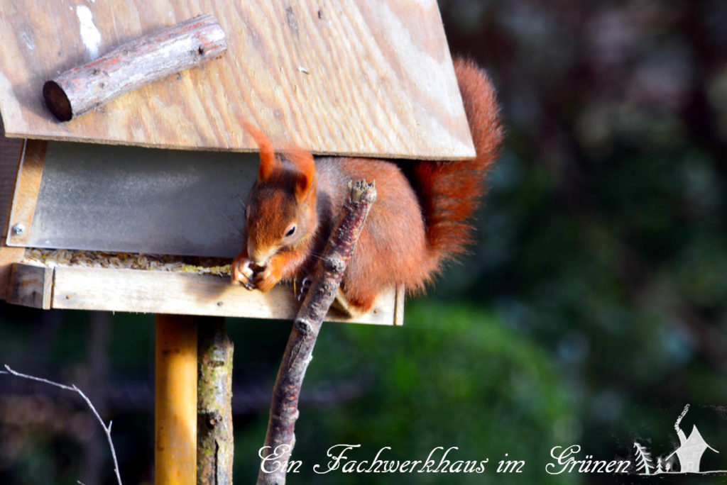 Spuren von östlichen Fuchs  und Eichhörnchen