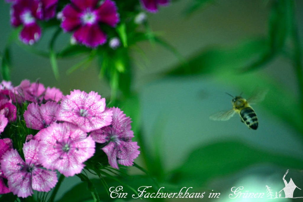 Eine Insektenwiese anlegen