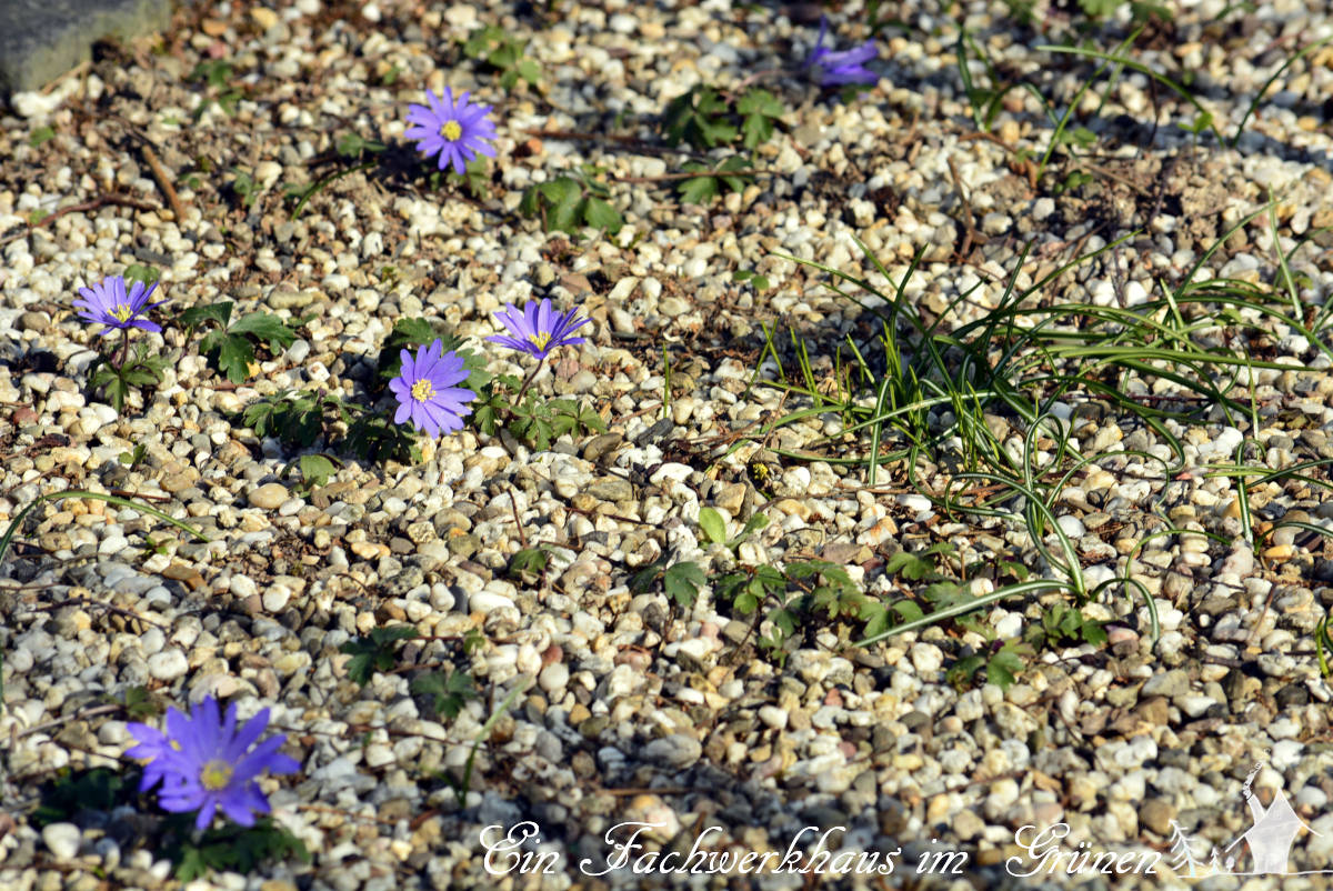 Anemonen vermehren sich in unserem Garten von selbst.