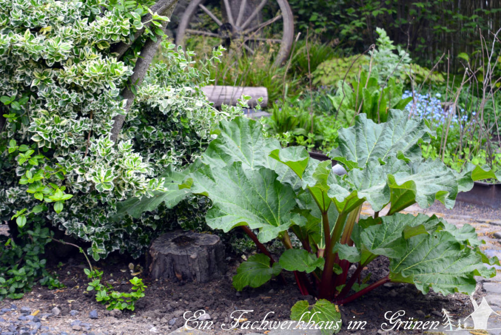 Der Rhabarber in unserem Garten