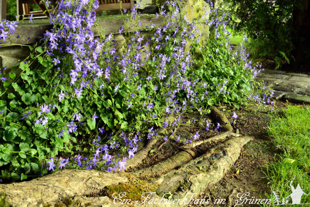 Die Polsterglockenblume in unserem Garten.