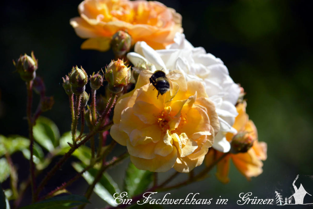 Ein Insekt fliegt die Blüten einer Rose an.