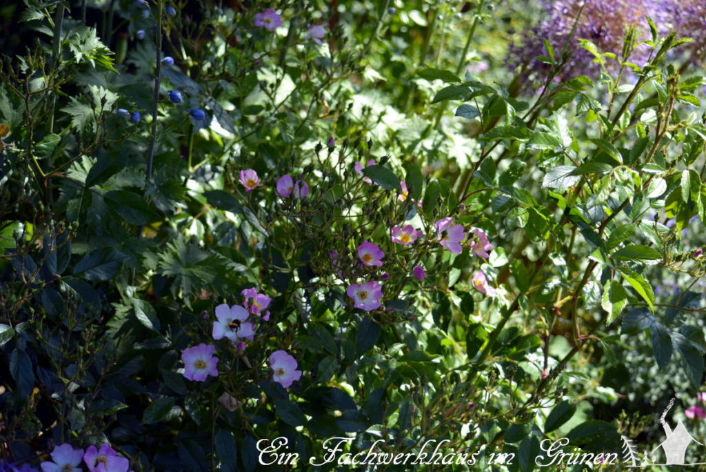 Robuste Rosen für den Garten