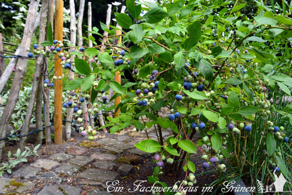 Blaubeeren in unserem Garten.