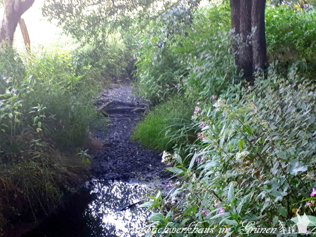 Der Griesenbach bei Buchholz führt auch kein Wasser mehr.