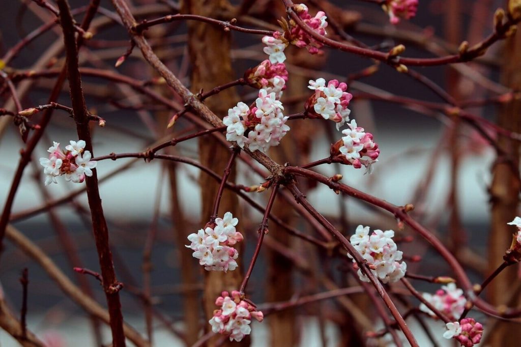 Mit seinen wundervollen Blüten verzaubert der Winterschneeball den Garten auch in der kalten Jahreszeit.