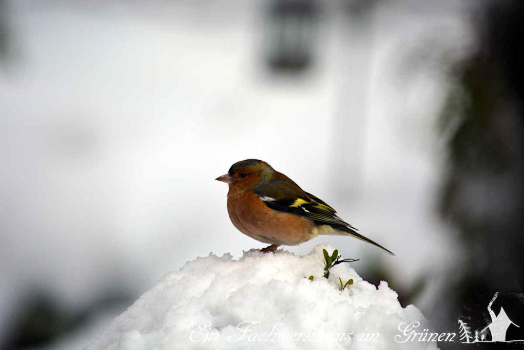 Buchfinken im Schnee (Fringilla coelebs)