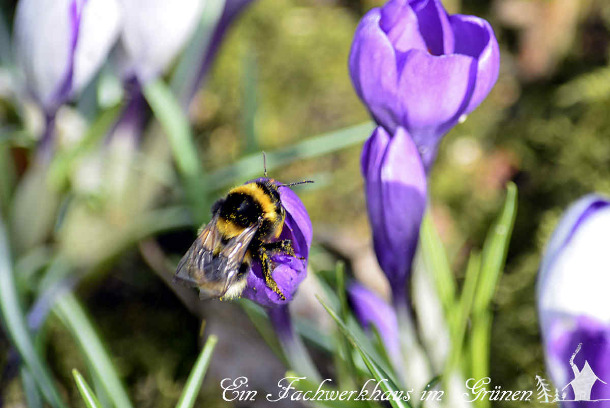 Eine Hummel in unserem Garten