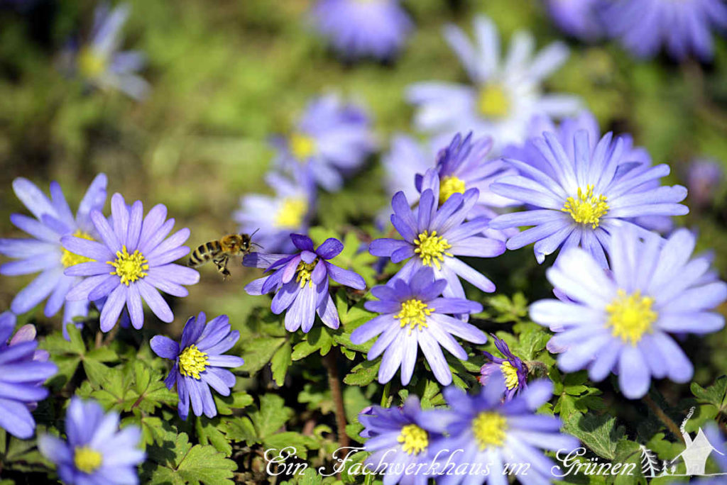 Anemone blanda in unserem Garten. Diese Anemone gehört zu den Frühblühern und ist bei Bienen sehr beliebt.