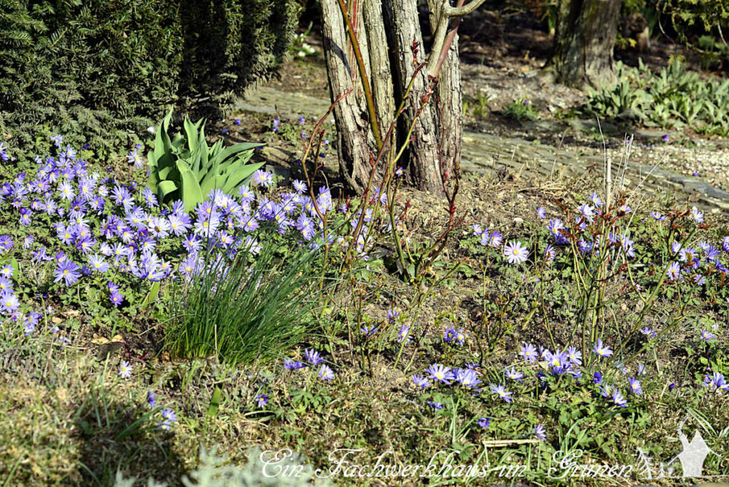 Anemone blanda in unserem Rosengarten