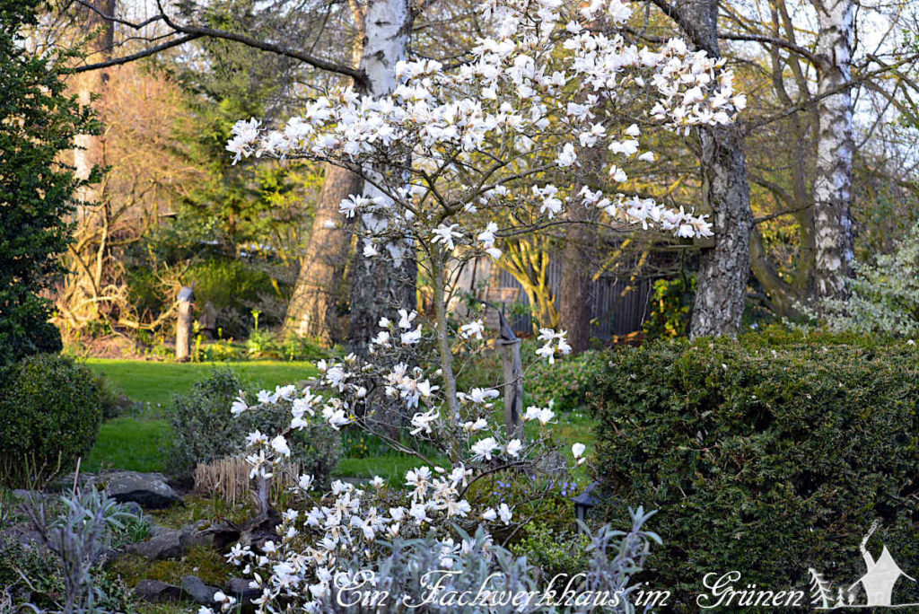 Die Magnolie verzaubert den Frühling mit ihren wunderschönen Blüten und gehört zu den Frühlingsblüher in unserem Garten.