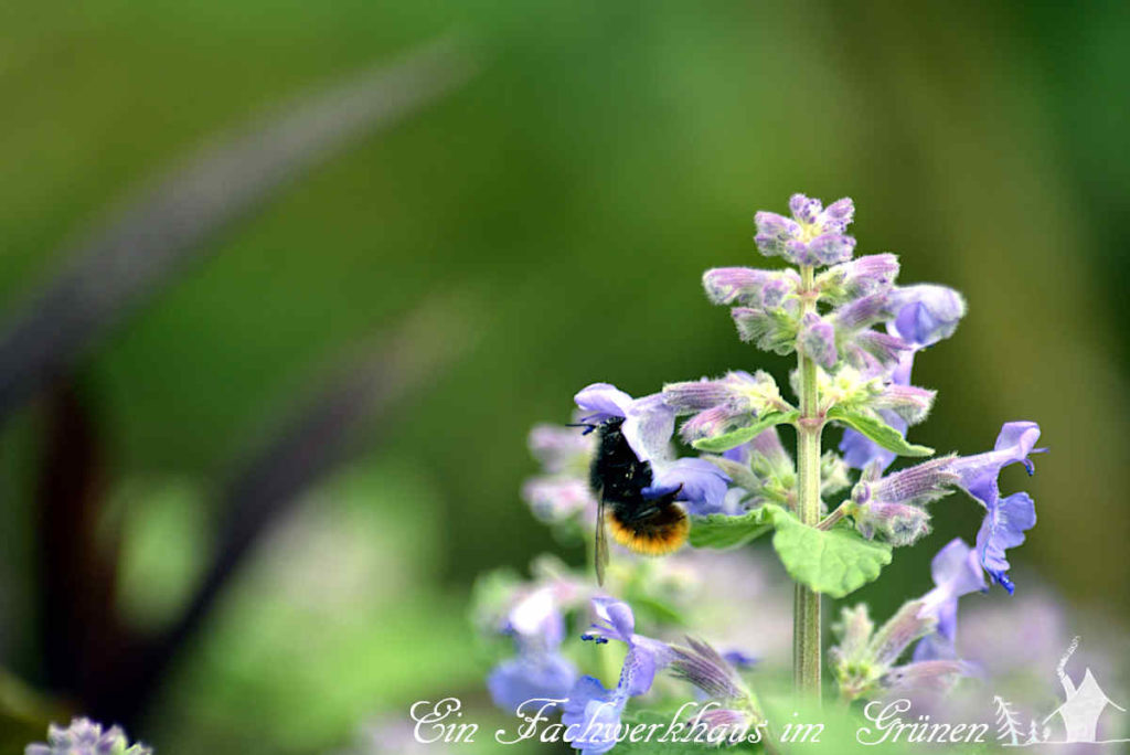 Eine Hummel besucht die Katzenminze im Rosengarten.