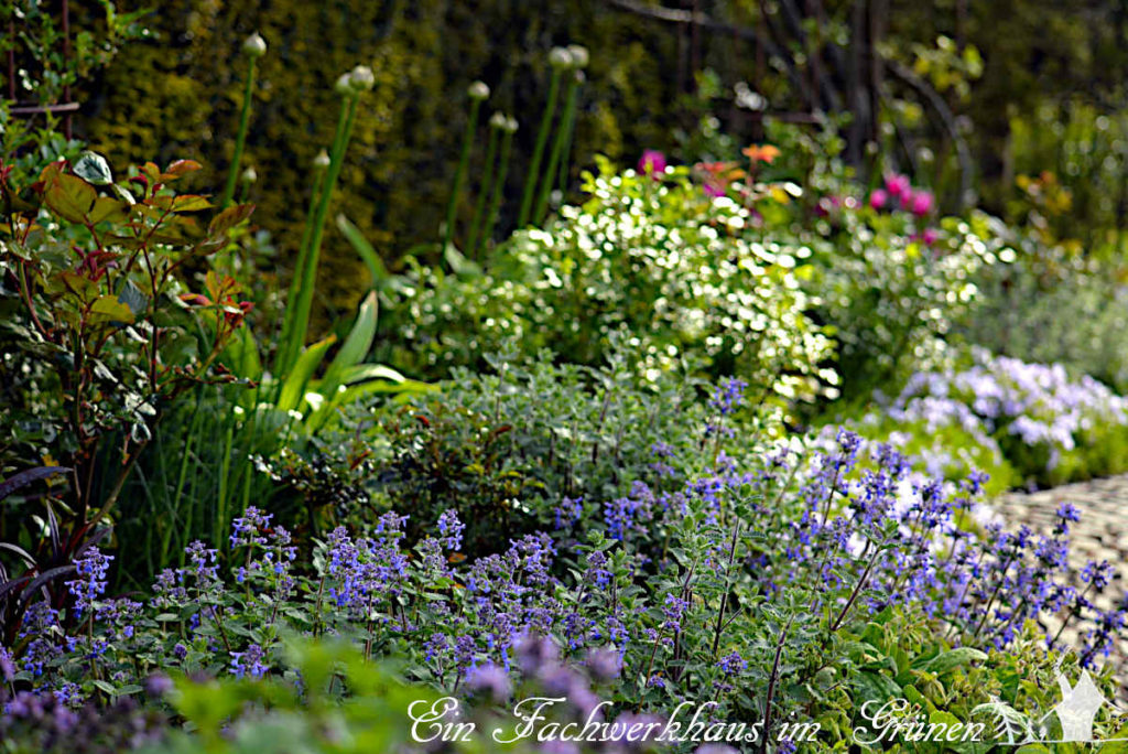 Blaue Katzenminze wächst im Rosengarten.