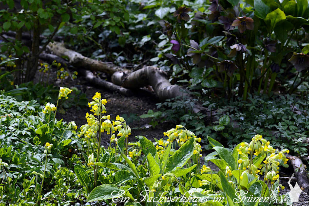 Mit gelben Blüten Bilder im Garten malen