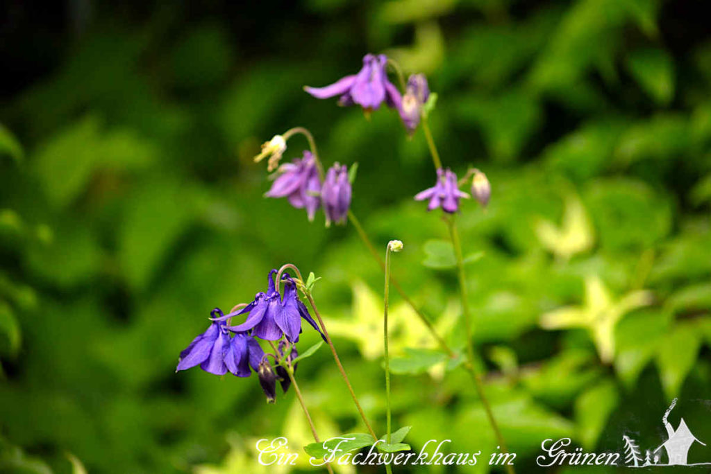 Akelei mit violetten Blüten.