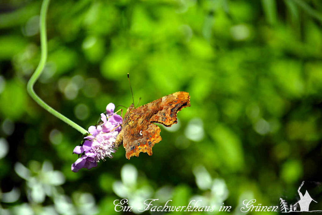 Ein ungewöhnlicher Schmetterling in unserem Garten.