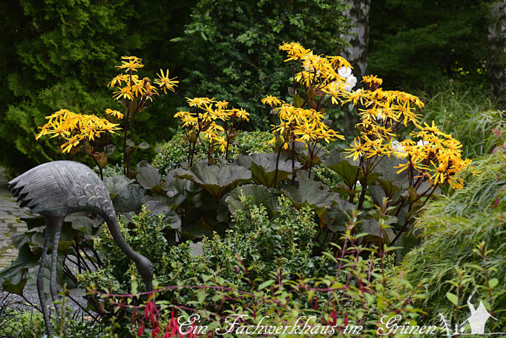 Der Goldkolben in unserem Garten.