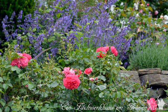 Strauchrose 'Rosarium Uetersen' in Begleitung von Katzenminze und Lavendel.