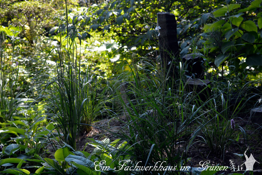  Lampenputzergras 'Hameln' und Hirse (Panicum virgatum ‘Squaw’)