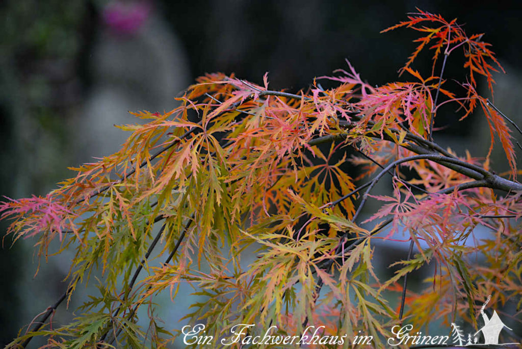 Zwischen Sommer und Winter