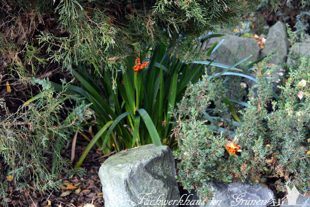 Iris foetidissima