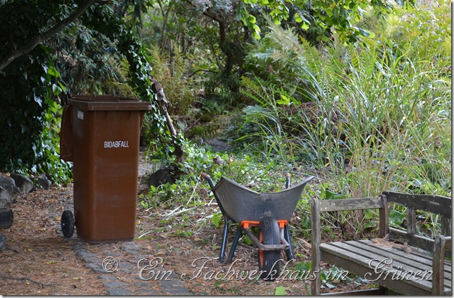 Neue Gräser für den Garten