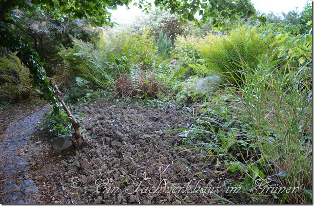 Neue Gräser für den Garten