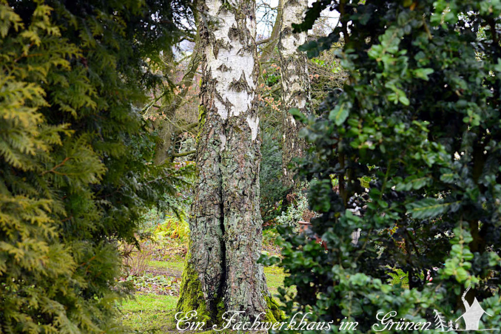 Die gemeine Birke (Betula pendula)