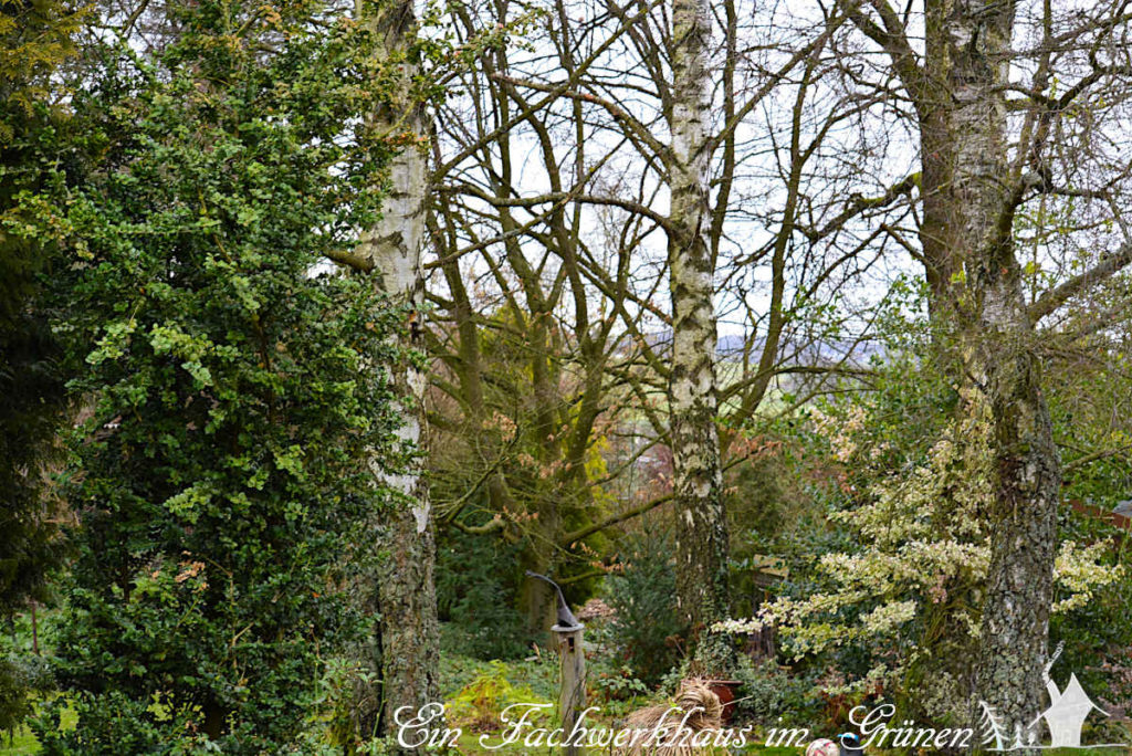 Die gemeine Birke (Betula pendula)