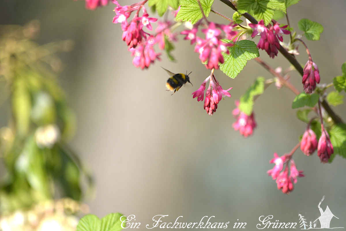 Eine Hummel fliegt eine Blüte an.