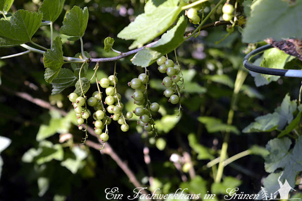 Johannisbeeren in unserem Nutzgarten.