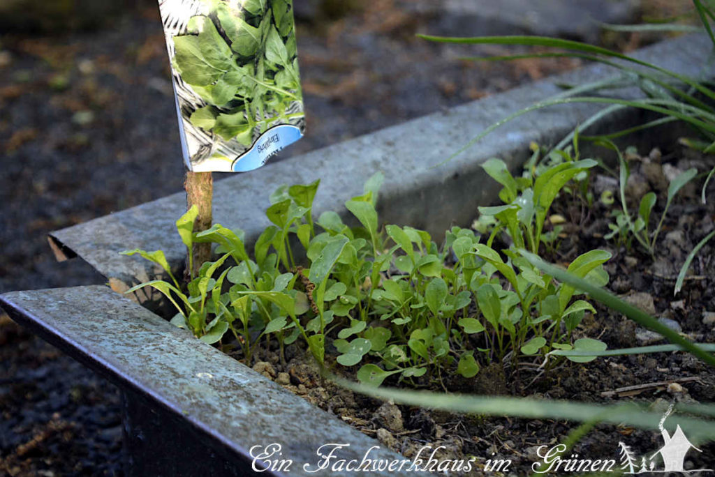 Rucola schneckensicher anpflanzen, unser Nutzgarten