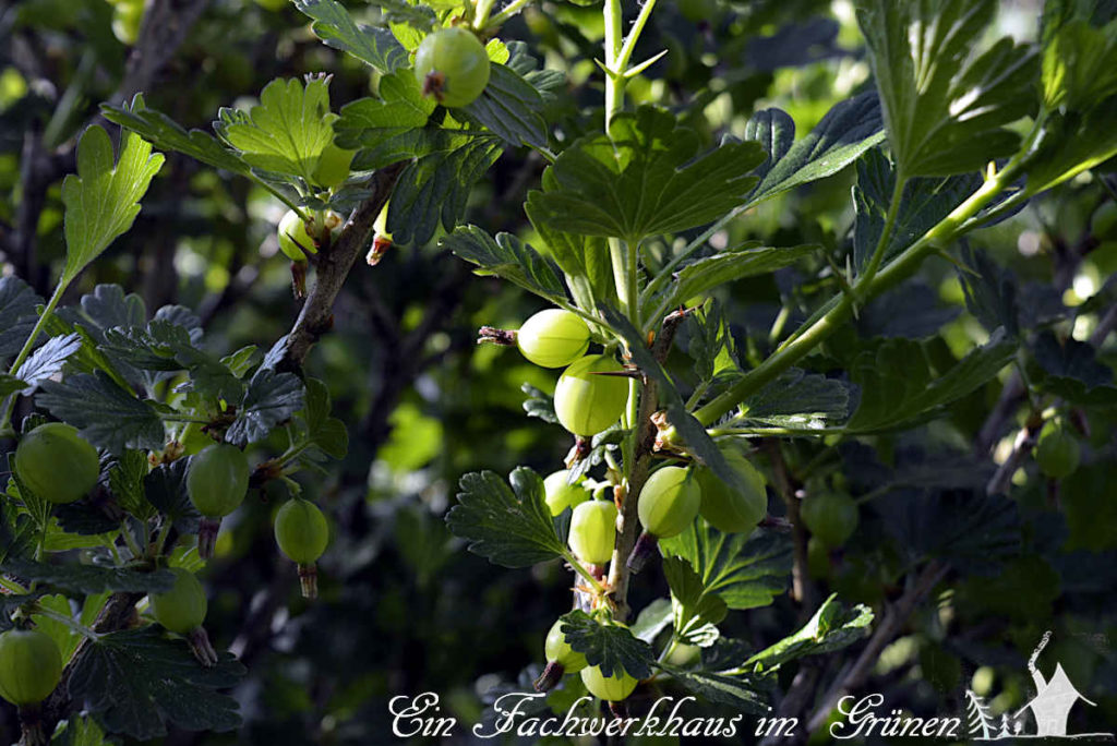 Stachelbeeren in unserem Nutzgarten.